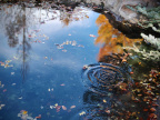A Pebble in The Pond